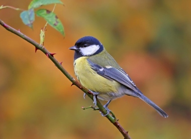 Foto de Great Tit (Parus major)