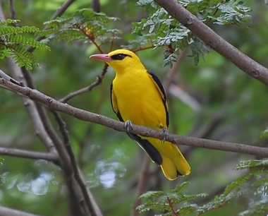 Foto de Indian Golden Oriole (Oriolus kundoo)