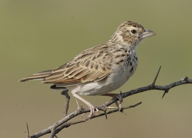 Foto de Indian Bush Lark (Mirafra erythroptera)