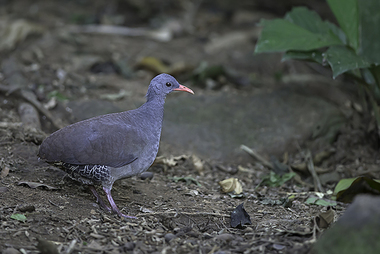 Foto de Inhambu-Chintã (Crypturellus tataupa)