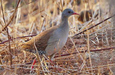 Foto de Inhambu-Chororó (Crypturellus parvirostris)