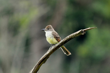 Foto de Irré (Formicivora rufa)