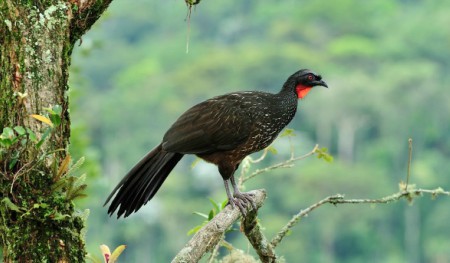 Foto de Jacuaçu (Penelope obscura)