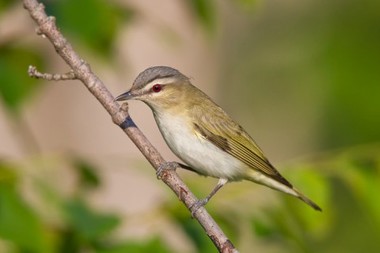 Foto de Juruviara (Vireo chivi)