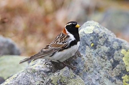 Foto de Lapland Bunting (Calcarius lapponicus)