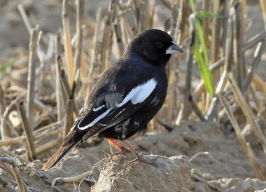 Foto de Lark Bunting (Calamospiza melanocorys)