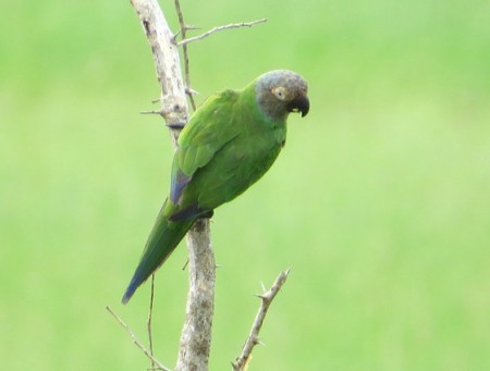 Foto de Lorita Pico Negro (Touit melanonotus)