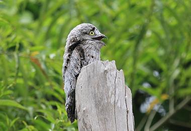 Foto de Mãe da Lua (Nyctibius griseus)
