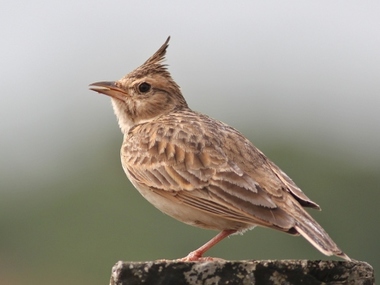 Foto de Malabar Lark (Galerida malabarica)