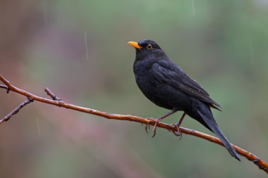 Foto de Common Blackbird (Turdus merula)