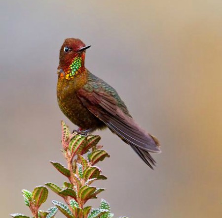 Foto de Metalura De Teresa (Metallura theresiae)