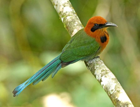 Foto de Momoto Picoancho (Electron platyrhynchum)