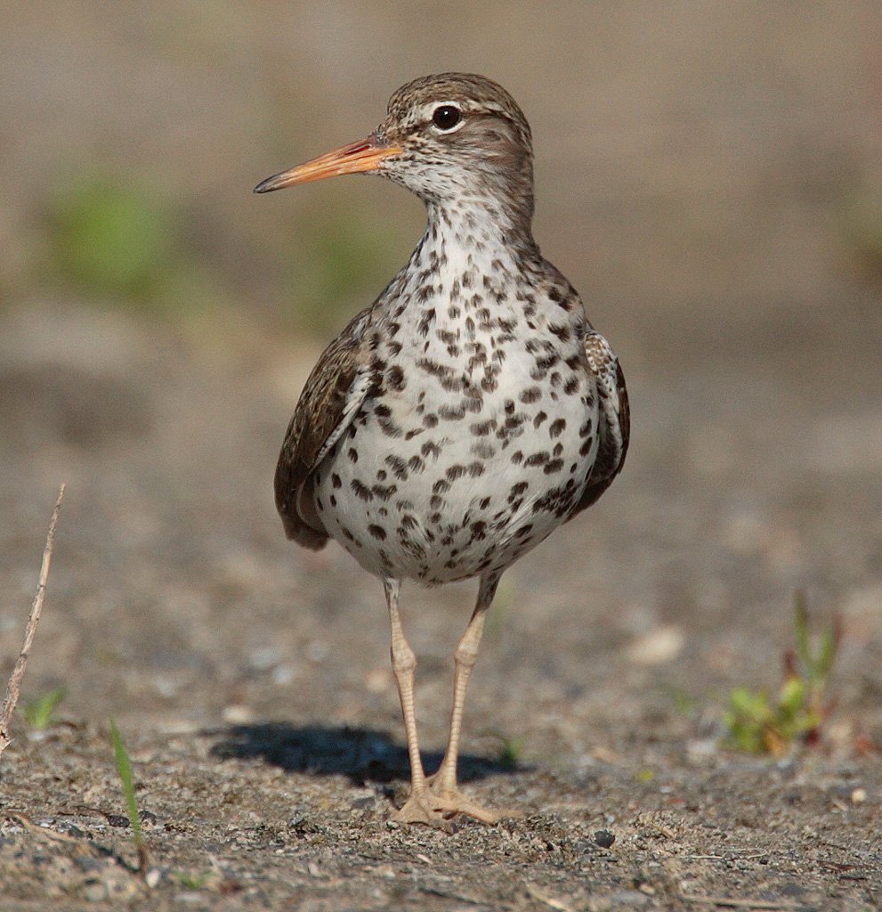 Foto de Playero alzacolita (Actitis macularius)