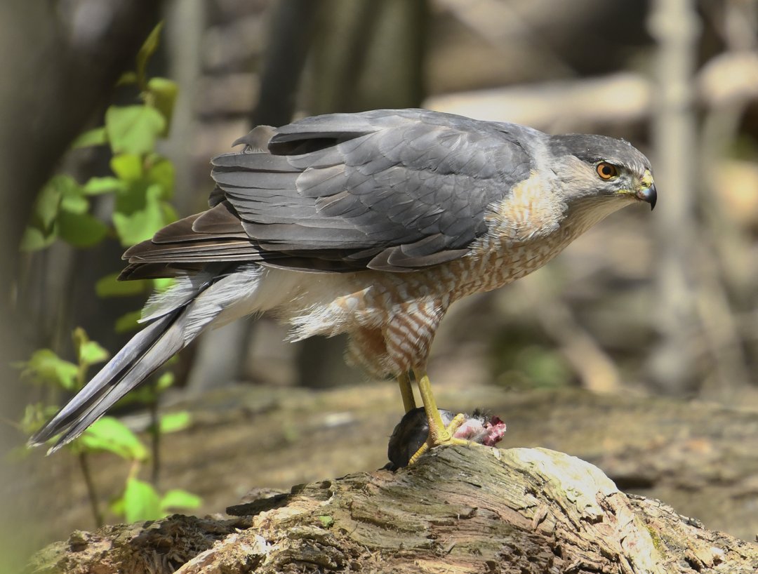 Foto de Gavilán de Cooper (Astur cooperii)