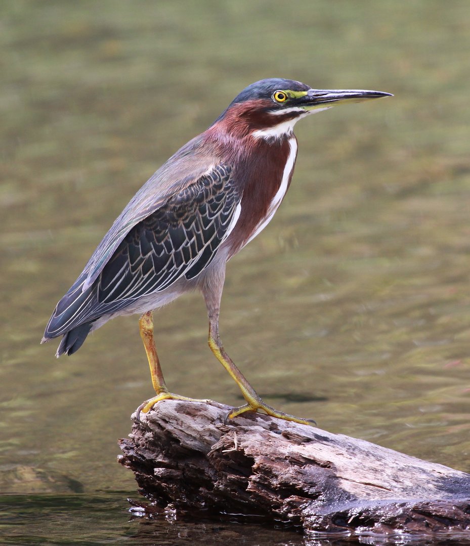 Foto de Garcita Verde (Butorides virescens)