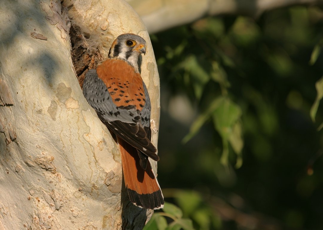 Foto de Cernícalo americano (Falco sparverius)