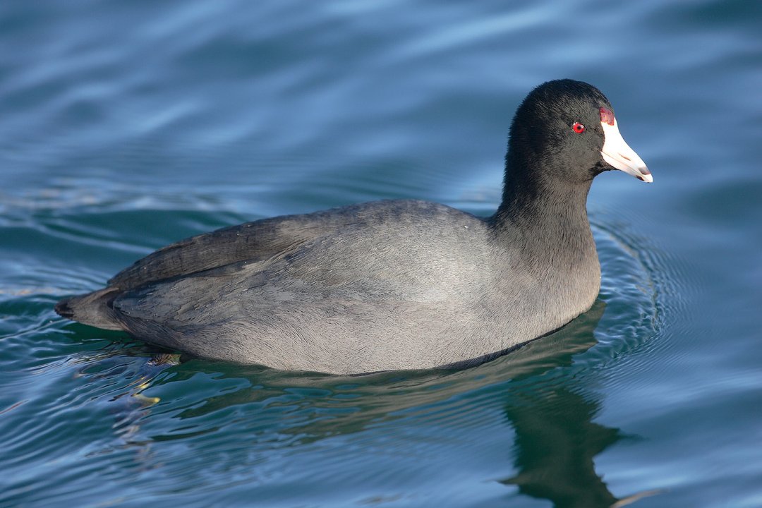 Foto de Gallareta americana (Fulica americana)