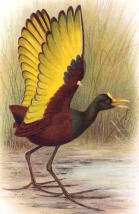 Foto de Jacana norteña (Jacana spinosa)