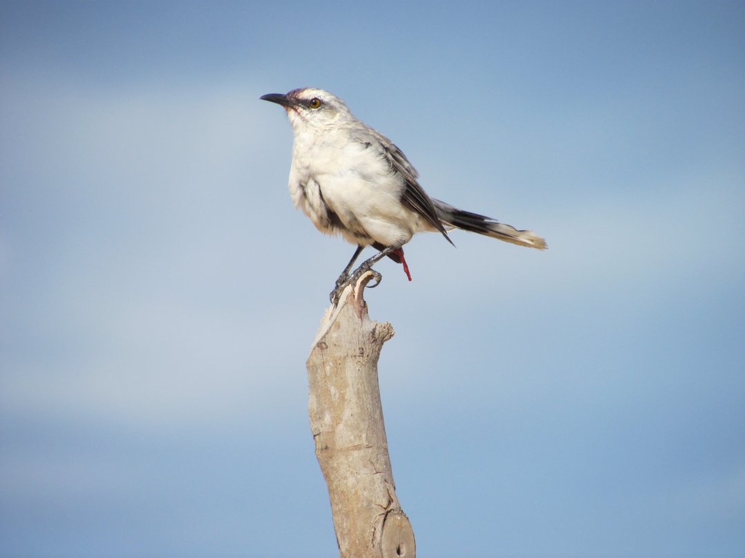 Foto de Centzontle tropical (Mimus gilvus)