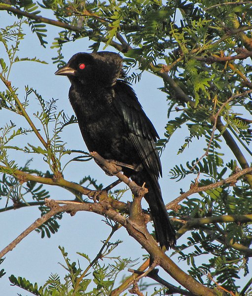 Foto de Tordo Ojos Rojos (Molothrus aeneus)