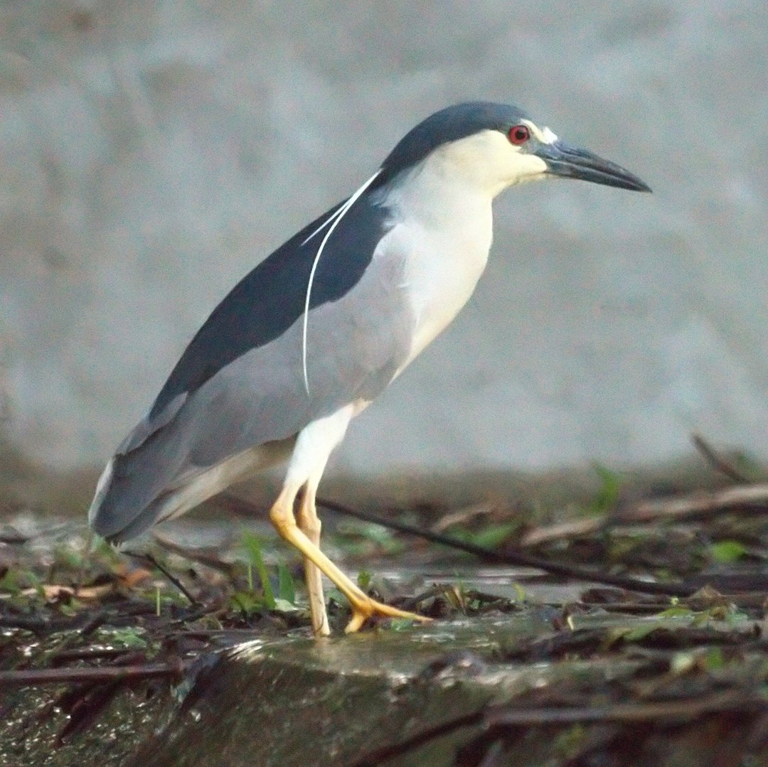 Foto de Garza Nocturna Corona Negra (Nycticorax nycticorax)