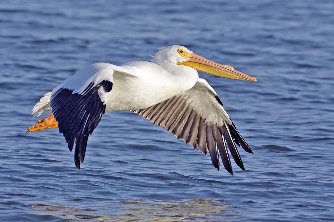 Foto de Pelícano Blanco Americano (Pelecanus erythrorhynchos)