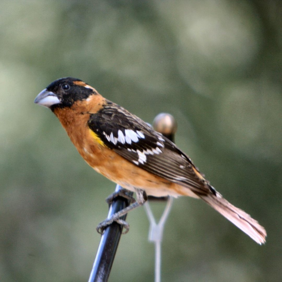 Foto de Picogordo tigrillo (Pheucticus melanocephalus)