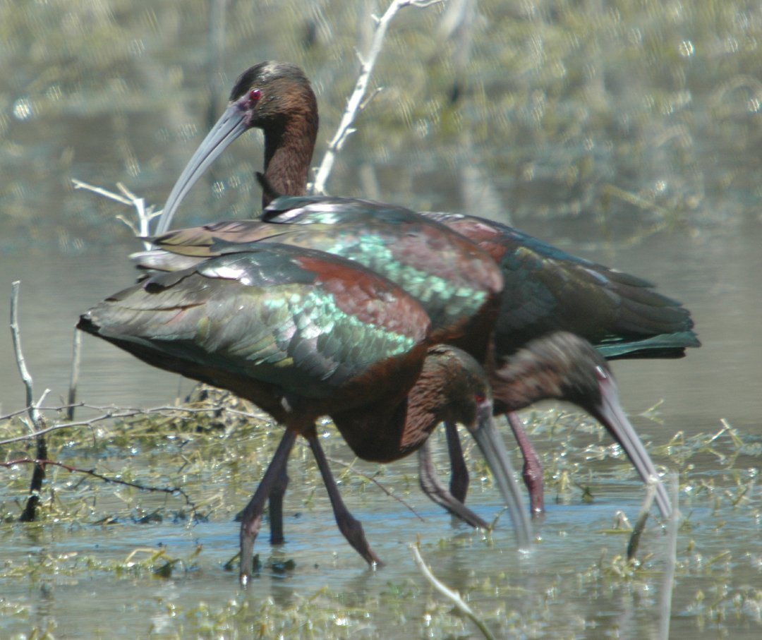 Foto de Ibis Ojos Rojos (Plegadis chihi)