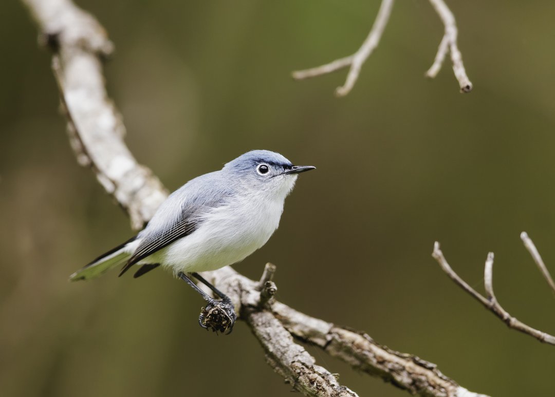 Foto de Perlita Azulgris (Polioptila caerulea)