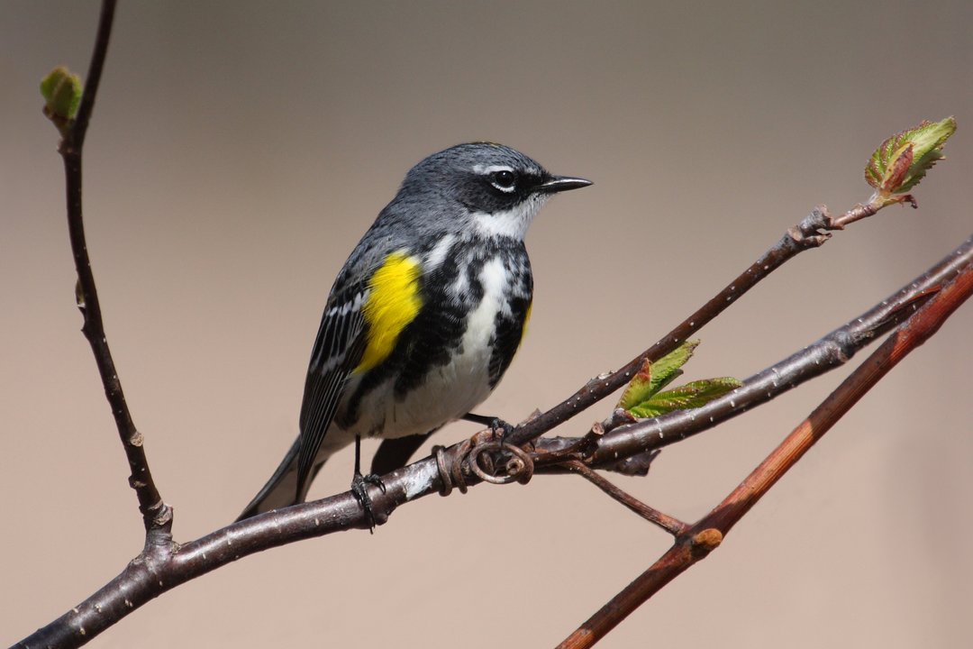 Foto de Chipe coronado (Setophaga coronata)