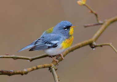 Foto de Northern Parula (Setophaga americana)