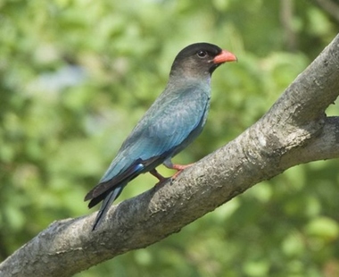 Foto de Oriental Dollarbird (Eurystomus orientalis)