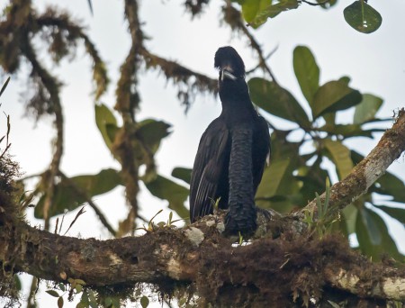 Foto de Paragüero Corbatudo (Semornis ramphastinus)