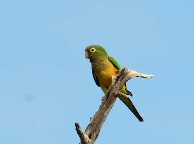 Foto de Periquito da Caatinga (Eupsittula cactorum)