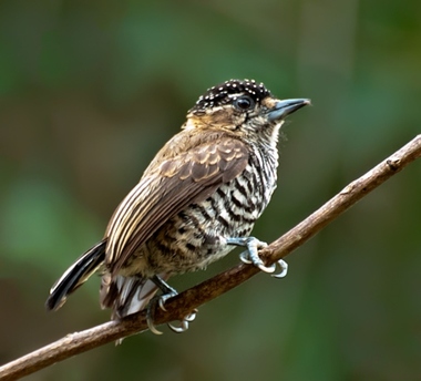Foto de Pica-Pau-Anão-Barrado (Picumnus cirratus)