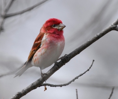Foto de Purple Finch (Haemorhous purpureus)