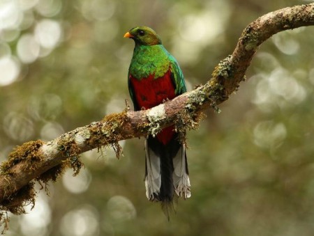 Foto de Quetzal Dorado (Pharomachrus auriceps)