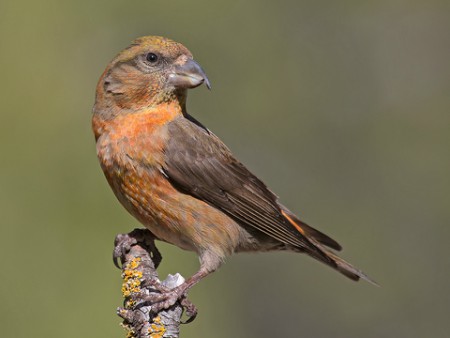 Foto de Red Crossbill (Loxia curvirostra)