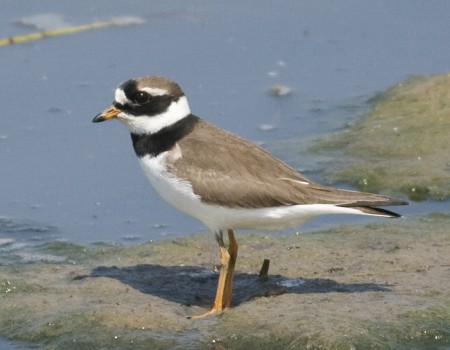 Foto de Ringed Plover (Charadrius hiaticula)