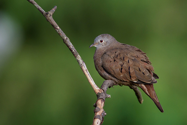 Foto de Rolinha (Columbina minuta)