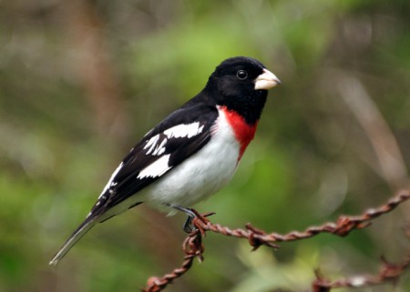 Foto de Rose-Breasted Grosbeak (Pheucticus ludovicianus)