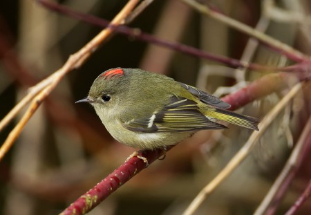 Foto de Ruby-Crowned Kinglet (Corthylio calendula)