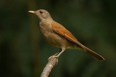 Foto de Sabiá Barranco (Turdus leucomelas)