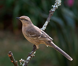 Foto de Sabiá do Campo (Mimus saturninus)