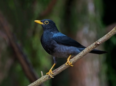 Foto de Sabiá Preta (Turdus flavipes)