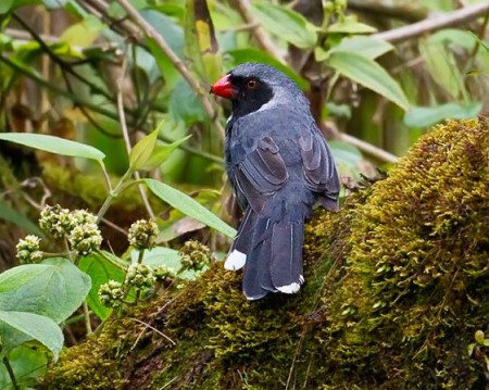 Foto de Saltador Chusquero (Saltator cinctus)