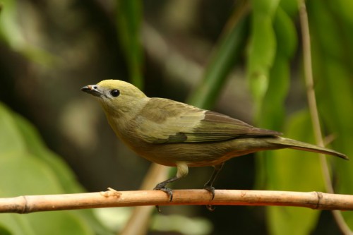 Foto de Sanhaço Coqueiro (Thraupis palmarum)