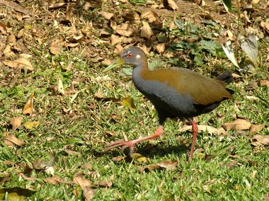 Foto de Saracura-do-Mato (Aramides saracura)