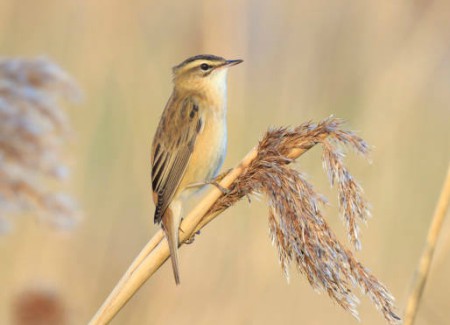 Foto de Sedge Warbler (Acrocephalus schoenobaenus)