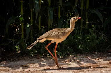 Foto de Seriema (Cariama cristata)